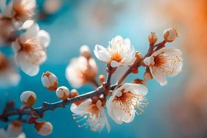 foton skön blommig vår abstrakt bakgrund av natur. grenar av blomstrande aprikos makro med mjuk fokus på mild ljus blå himmel bakgrund