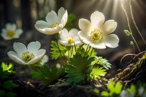 skön vit blommor av anemoner i vår i en skog stänga upp i solljus i natur. vår skog landskap med blommande primula foto