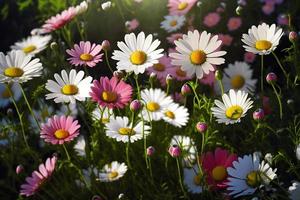 äng med massor av vit och rosa vår daisy blommor i solig dag foto