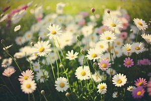 äng med massor av vit och rosa vår daisy blommor i solig dag foto