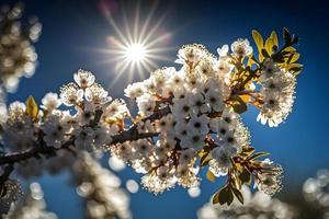 foton vår blomning - vit blommar och solljus i de himmel, fotografi