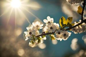 foton vår blomning - vit blommar och solljus i de himmel, fotografi