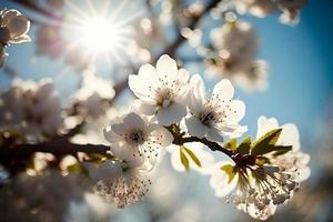 foton vår blomning - vit blommar och solljus i de himmel, fotografi