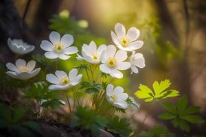 skön vit blommor av anemoner i vår i en skog stänga upp i solljus i natur. vår skog landskap med blommande primula foto