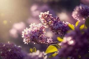 lila blommor vår blomma, solig dag ljus bokeh bakgrund foto