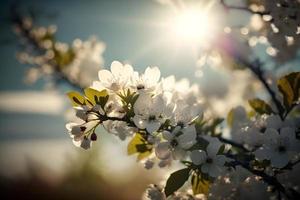 foton vår blomning - vit blommar och solljus i de himmel, fotografi