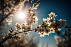 foton vår blomning - vit blommar och solljus i de himmel, fotografi