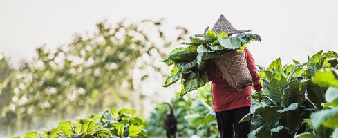 kvinna jordbrukare arbetssätt lantbruk i tobak fält foto