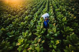asiatisk manlig jordbrukare arbetssätt med lantbruk i de tobak plantage foto