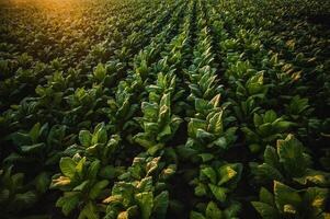 landskap av tobak plantage med solljus på solnedgång tid foto