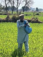 pakistan jordbrukare spridning gödselmedel i de lantbruk fält foto
