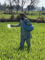 pakistan jordbrukare spridning gödselmedel i de lantbruk fält foto