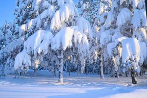 vinter- väg, jul träd i de snö. en Spår i en vinter- snö scen. snöig, kväll. foto