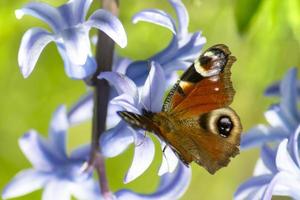 fjäril aglais io, skön fjäril Sammanträde på blomma blomma av hyacint i natur. foto