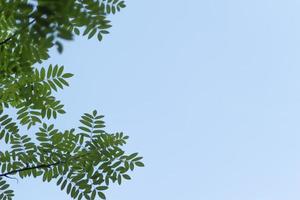 abstrakt grön bokeh natur löv textur på blå himmel bakgrund foto