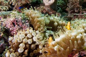 clown fisk i anemon i raja ampat papua, indonesien foto