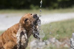 engelsk valp cockerspaniel spaniel löpning i vete foto