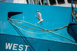 fiskmås på hamn bakgrund foto