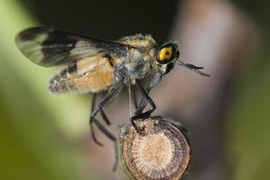 geting bi Flerfärgad öga foto