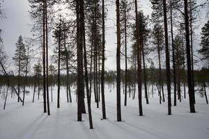 skön skog med snö och vinter- ljus foto