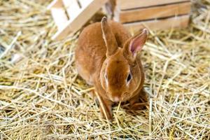 närbild brun kanin på torr sugrör foto