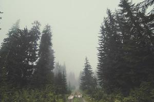 dimmig spår i skog landskap Foto