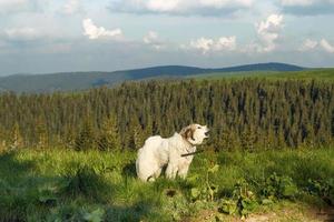 pyrenean berg hund skällande på backe naturskön fotografi foto