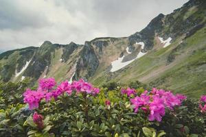 stänga upp rhododendron azalea blommor buske i dal begrepp Foto