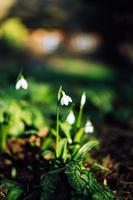 galanthus nivalis, de snödroppe eller allmänning snödroppe foto