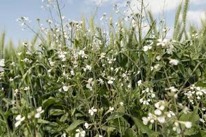 fält av grön bovete med vit blommor på en solig dag foto