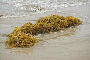 kelp på de strand foto