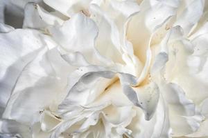 vit blomma kronblad stänga upp foto