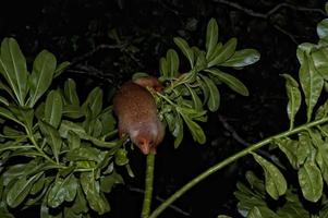 cuscus indonesiska endemisk apa foto