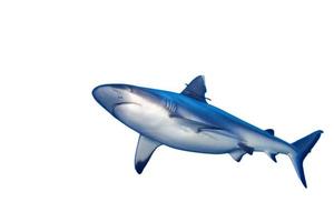 en grå haj käftar redo till ge sig på under vattnet stänga upp porträtt foto