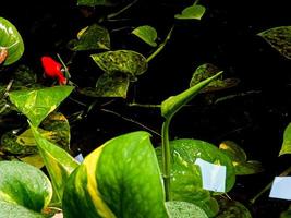 färgrik guldfisk och vatten blommor foto