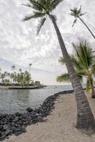 kokos handflatan träd på tropisk vit sand strand foto