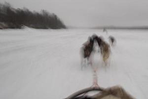 sledding i lappland foto