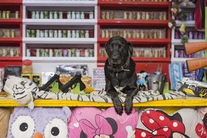 hund på roligt rättvis karneval luna parkera skytte Galleri foto