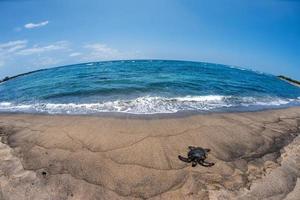 grön sköldpadda på stranden i Hawaii foto