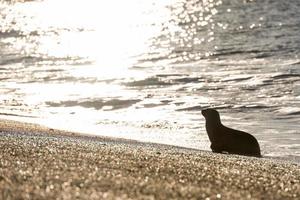 Patagonia sjölejon på stranden foto