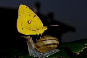 gul fjäril landat på en snigel foto