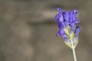 lavander blomma isolerat på grå foto