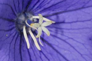 violett blomma vit pistill foto