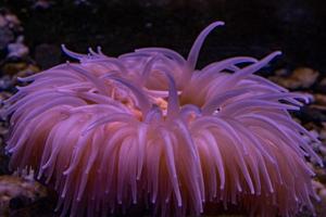 antarktisk rosa anemon under vattnet stänga upp foto