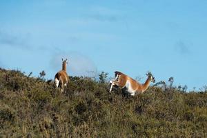 guanaco porträtt i argentina patagonien foto