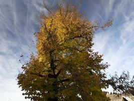 kalk träd löv i höst säsong foto