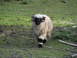 mouflon kommande till du foto