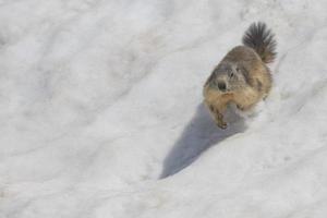 isolerat murmeldjur medan löpning på de snö foto