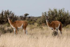 guanaco porträtt i argentina patagonien foto