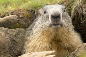 marmot porträtt när du tittar på dig foto